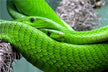 The Omens of Dreaming of Two Thick Large Snakes