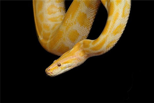 The Omens of Dreaming of a Boa Constrictor Chasing You