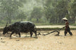 The Omens of Dreaming of a Buffalo