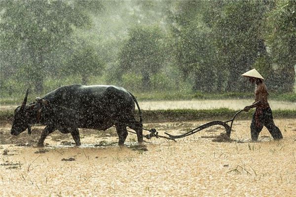 The Omens of Dreaming of a Buffalo