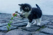The Omens of Dreaming of a Cat