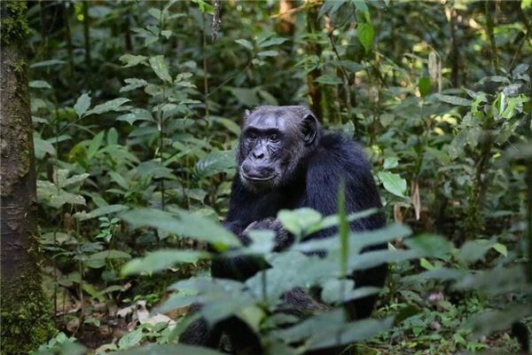 The Omens of Dreaming of a Chimpanzee