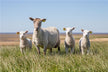 The Omens of Dreaming of a Flock of Sheep