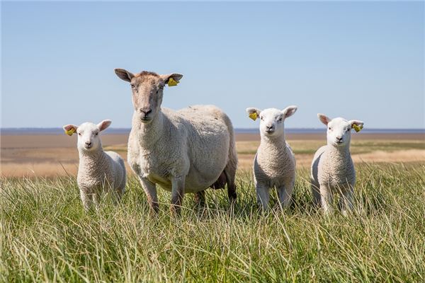 The Omens of Dreaming of a Flock of Sheep