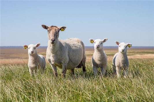 The Omens of Dreaming of a Flock of Sheep