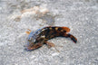 The Omens of Dreaming of a Giant Salamander