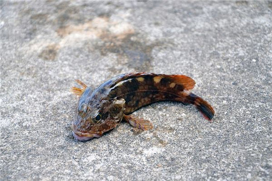 The Omens of Dreaming of a Giant Salamander