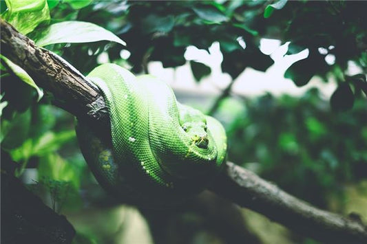 The Omens of Dreaming of a Giant Snake