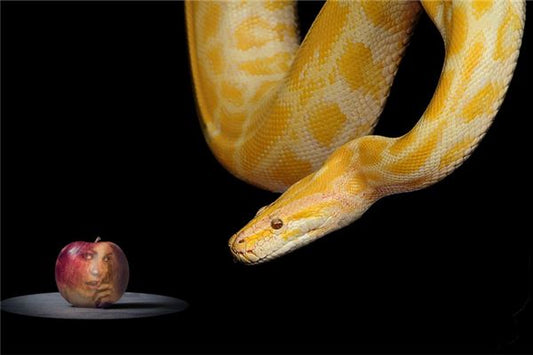 The Omens of Dreaming of a Golden Python