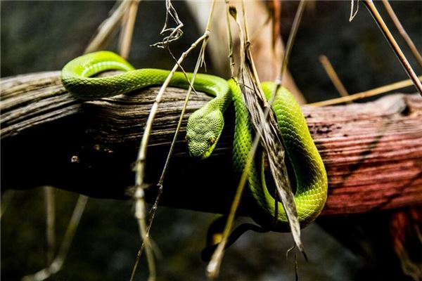 The Omens of Dreaming of a Green Snake