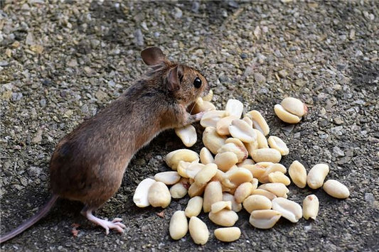 The Omens of Dreaming of a Little Mouse
