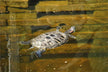 The Omens of Dreaming of a Little Turtle