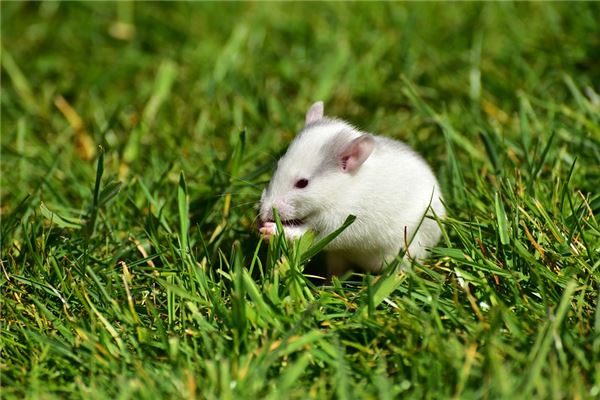 The Omens of Dreaming of a Plague of Mice