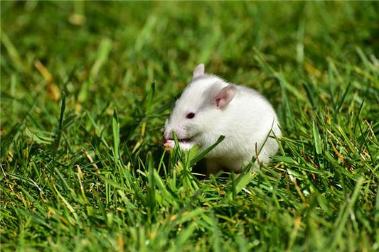 The Omens of Dreaming of a Plague of Mice