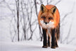 The Omens of Dreaming of a Red Fox