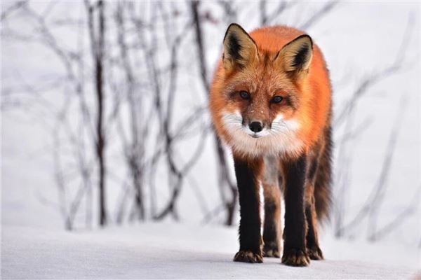 The Omens of Dreaming of a Red Fox