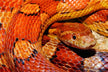 The Omens of Dreaming of a Red Snake