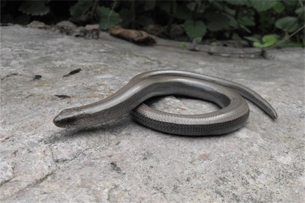 The Omens of Dreaming of a Room Full of Snakes