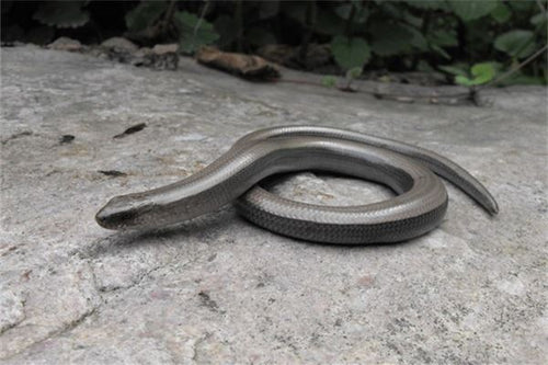 The Omens of Dreaming of a Room Full of Snakes