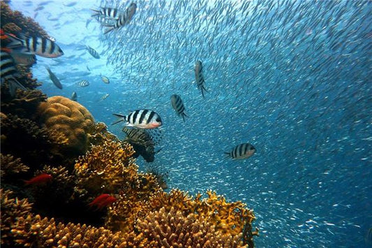 The Omens of Dreaming of a School of Fish