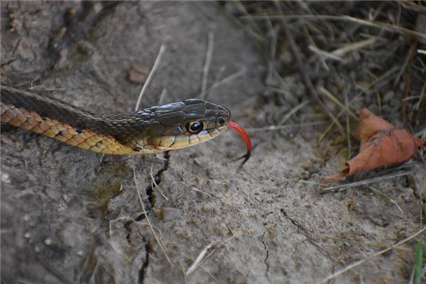 The Omens of Dreaming of a Snake Eating a Mouse
