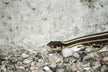 The Omens of Dreaming of a Snake Entering the House