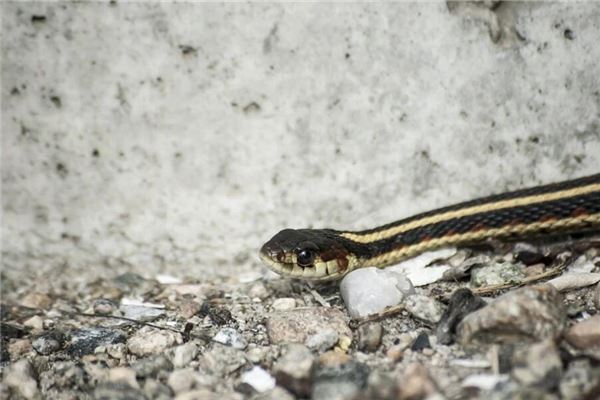The Omens of Dreaming of a Snake Entering the House
