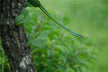 The Omens of Dreaming of a Snake Flying Toward You