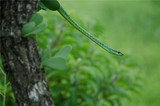 The Omens of Dreaming of a Snake Flying Toward You
