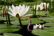 The Omens of Dreaming of a Snake in Water