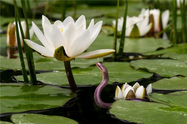 The Omens of Dreaming of a Snake in Water