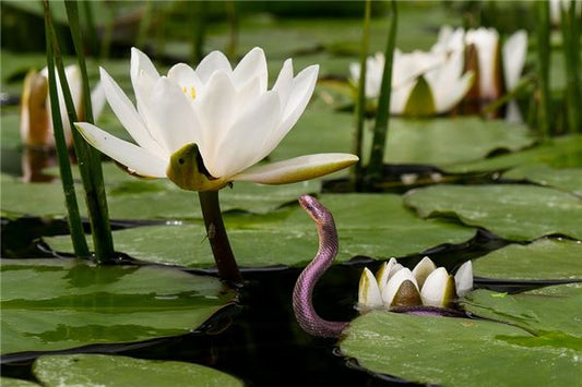 The Omens of Dreaming of a Snake in Water