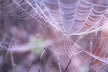 The Omens of Dreaming of a Spider Web Blocking the Path