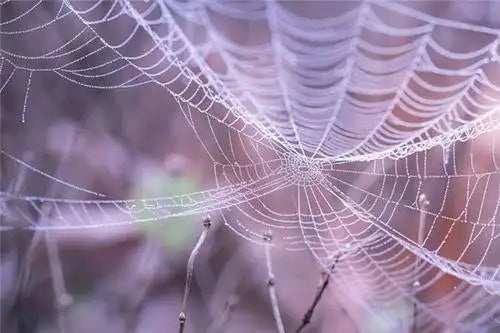 The Omens of Dreaming of a Spider Web Blocking the Path