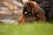 The Omens of Dreaming of a Tibetan Mastiff
