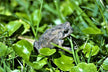 The Omens of Dreaming of a Toad