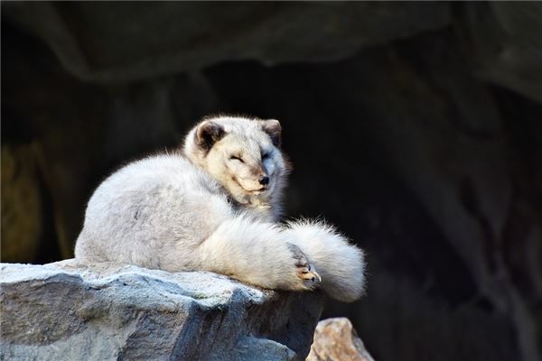 The Omens of Dreaming of a White Fox