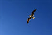 The Omens of Dreaming of an Eagle