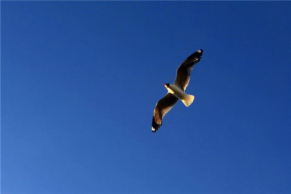 The Omens of Dreaming of an Eagle