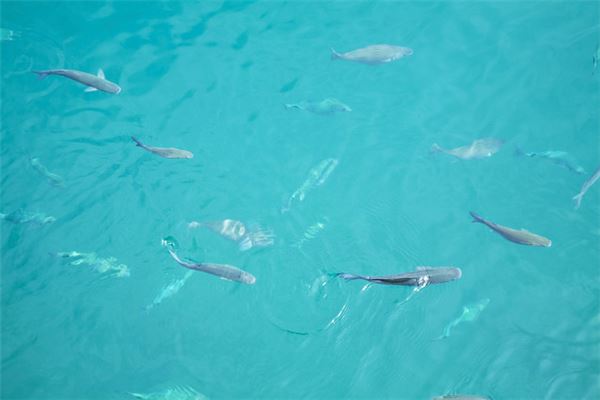 The Omens of When a Man Dreams of Fish and Water?