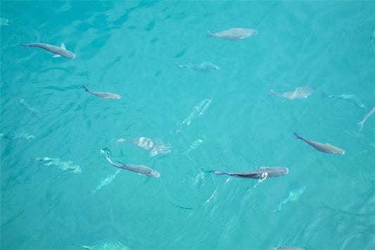 The Omens of When a Man Dreams of Fish and Water?