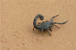 The Omens of When a Man Dreams of a Scorpion?