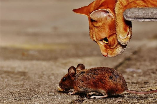 The Omens of When a Woman Dreams of a Cat Catching a Mouse?