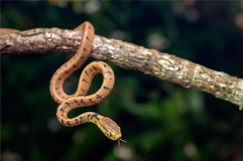 The Omens of a Man Dreaming of Being Bitten by a Snake