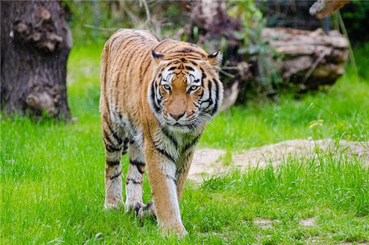 The Omens of a Man Dreaming of a Tiger