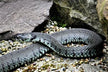 The Omens of a Married Woman Dreaming of a Blue Snake