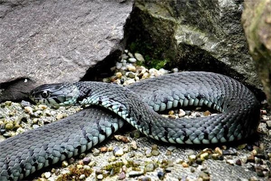 The Omens of a Married Woman Dreaming of a Blue Snake