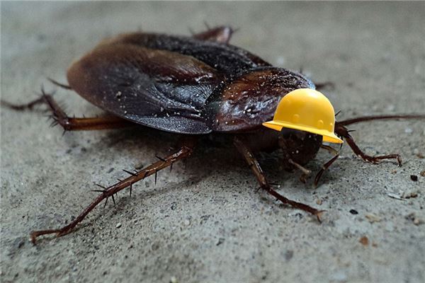 The Omens of a Pregnant Woman Dreaming of a Cockroach