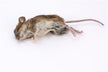 The Omens of a Pregnant Woman Dreaming of a Dead Mouse