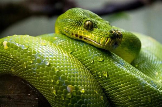 The Omens of a Pregnant Woman Dreaming of a Green Snake